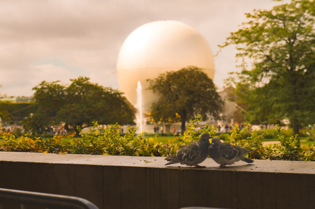 Loving pidgeons at Paris