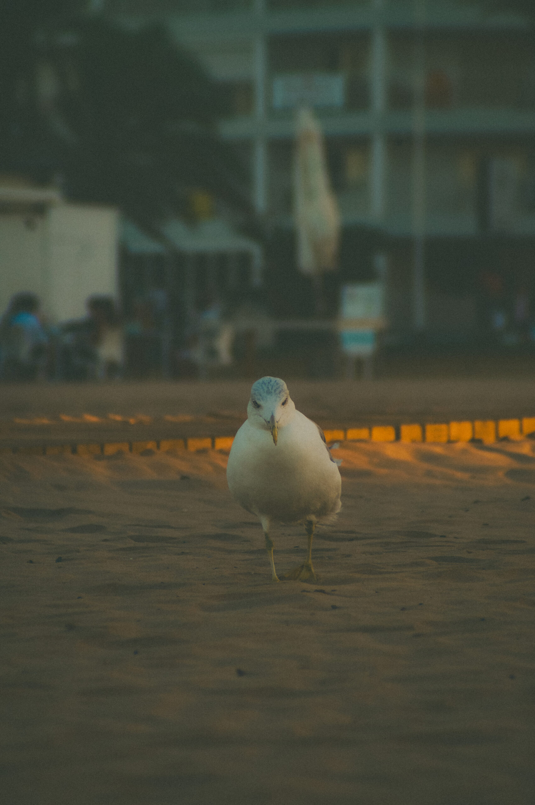 Seagulls of Barcelona